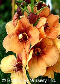 Verbascum x hybrida 'Sierra Sunset'